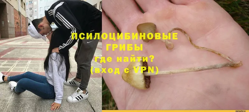 сколько стоит  Омутнинск  Псилоцибиновые грибы MAGIC MUSHROOMS 